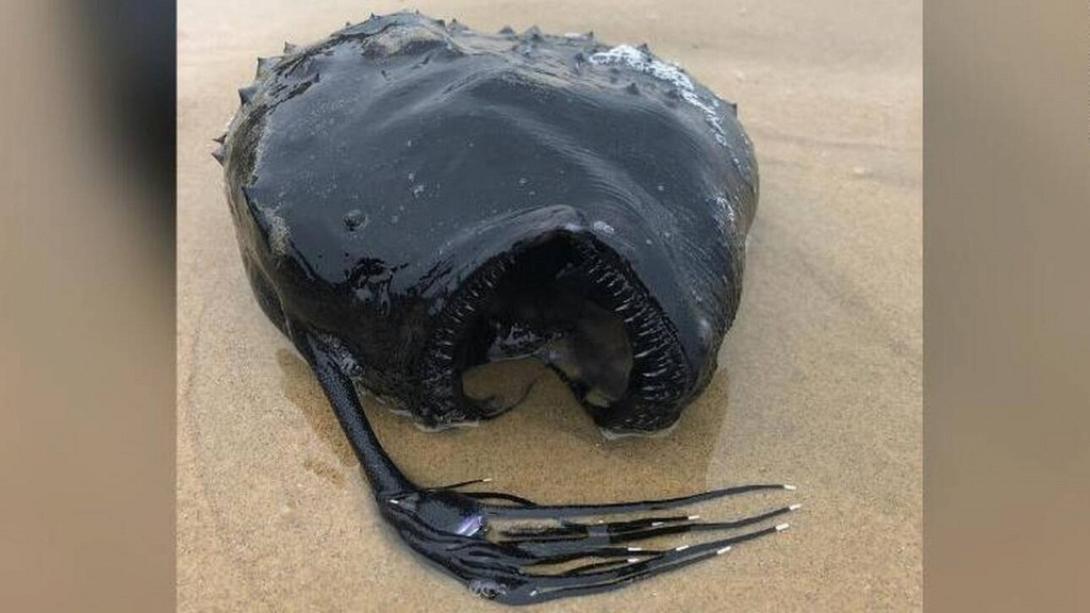 ποδοσφαιροψαρο