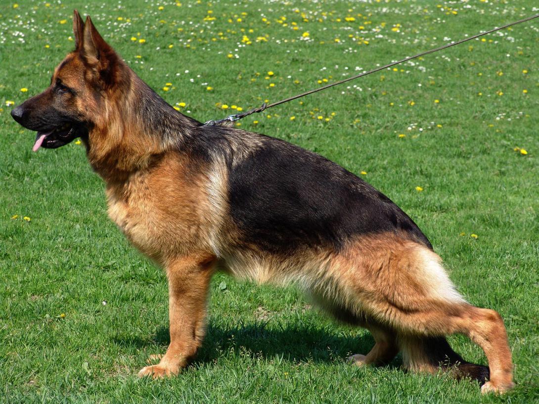 Εκδηλώσεις στο Ηράκλειο με τον αστυνόμο Ρεξ (βίντεο)