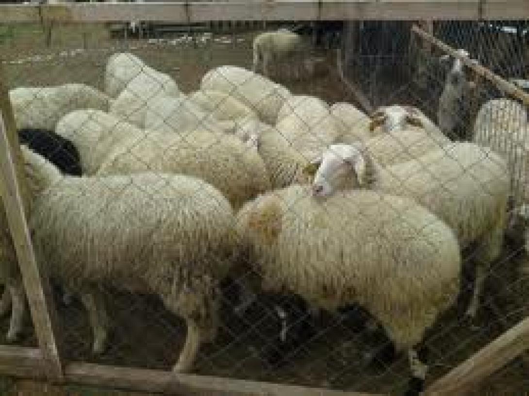 Χειροπέδες σε τρεις, που κατείχαν περισσότερα ζώα από τα δηλωθέντα 