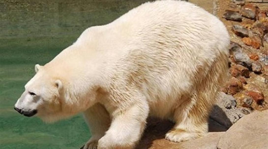 Πέθανε η μία από τις δύο πολικές αρκούδες της Αφρικής