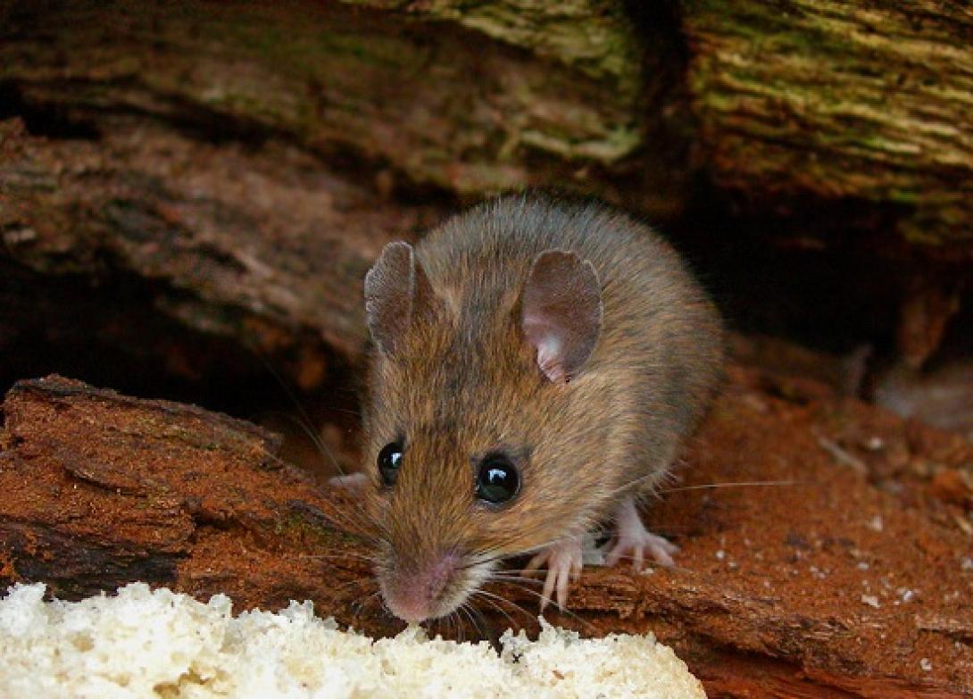 Μία διαφορετική προσέγγιση στον πανικό που προκάλεσε η υπόθεση με τα ποντίκια στην Κρήτη