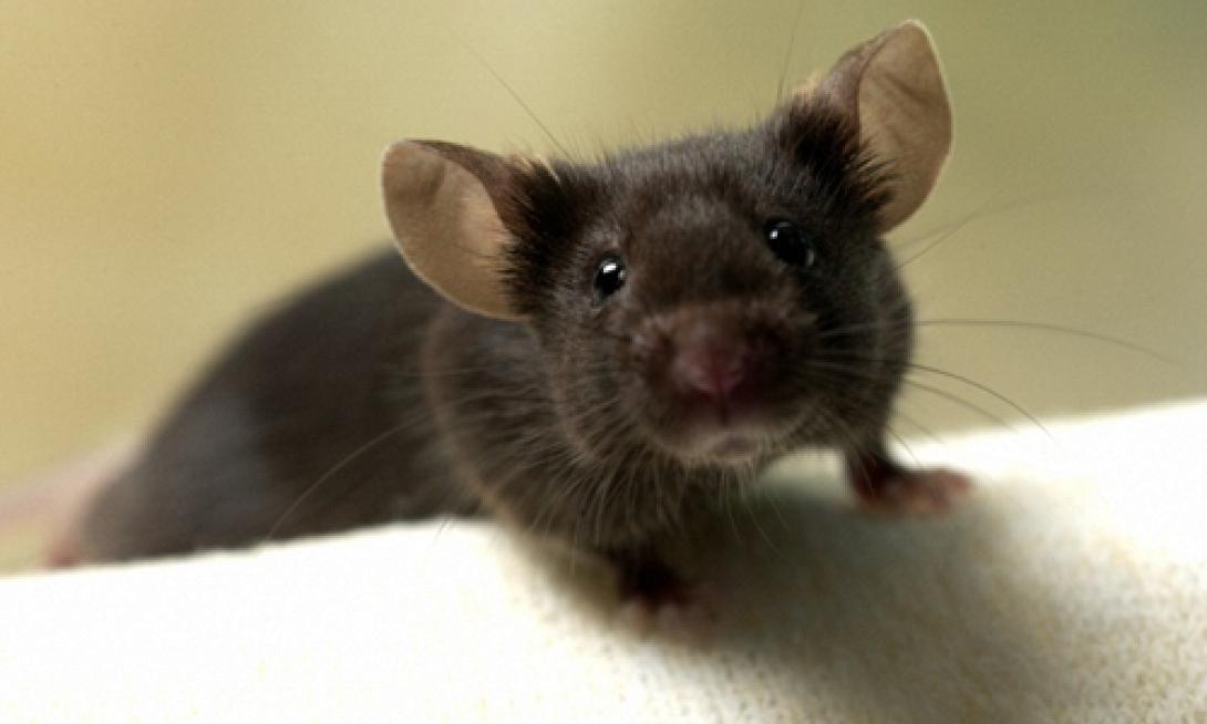 Τραγωδία στα Χανιά: 20χρονος έπιασε ποντίκι και πέθανε!