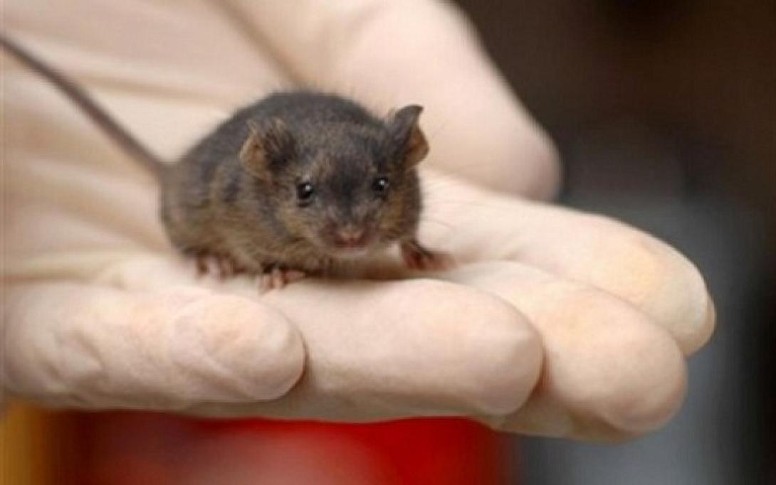 Υγιειονομικός "συναγερμός" υπό τον φόβο της νόσου των ποντικών