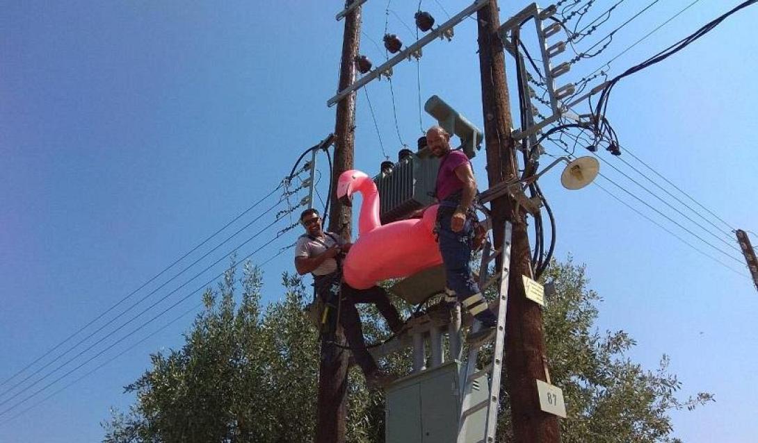 πόντιος κρητικός ροζ φλαμίνγκο