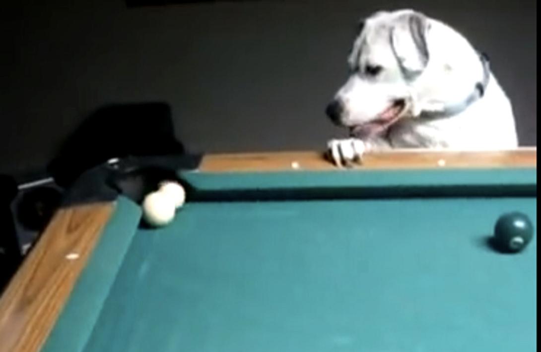 Ένας σκύλος που παίζει μπιλιάρδο! (βίντεο)