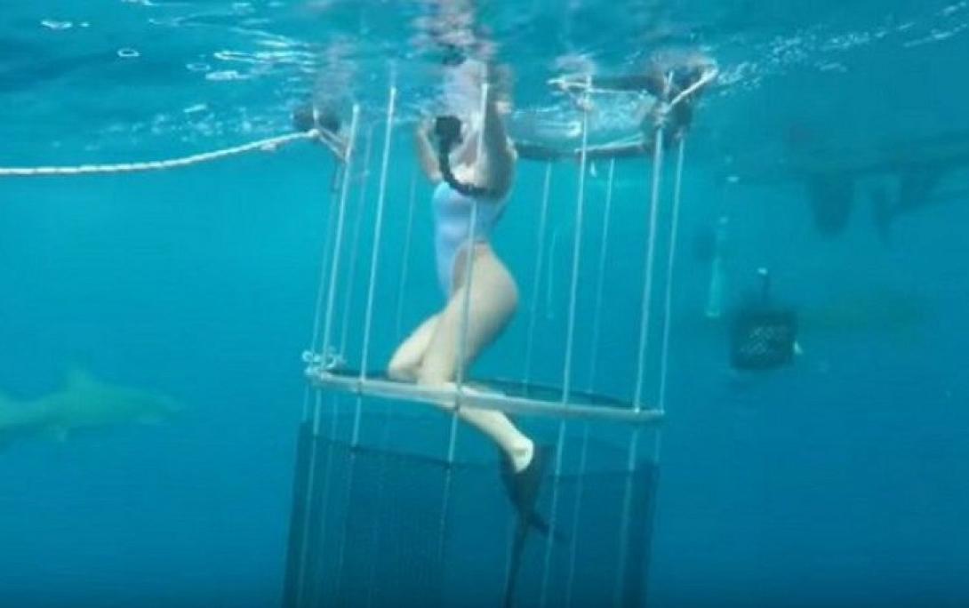 καρχαρίας 2