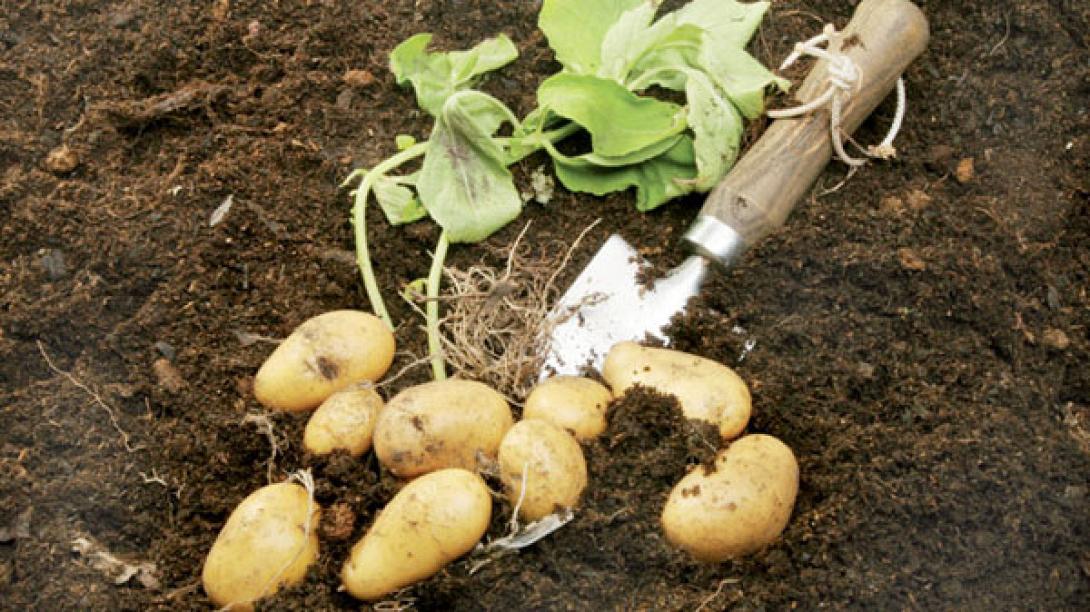 κονδύλοι πατάτας