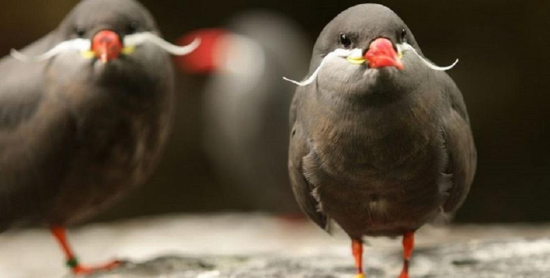 Πουλί Inka Tern