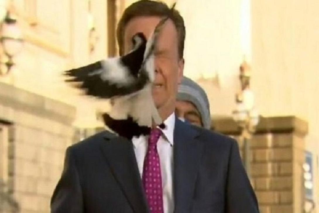 πουλί - δημοσιογράφος