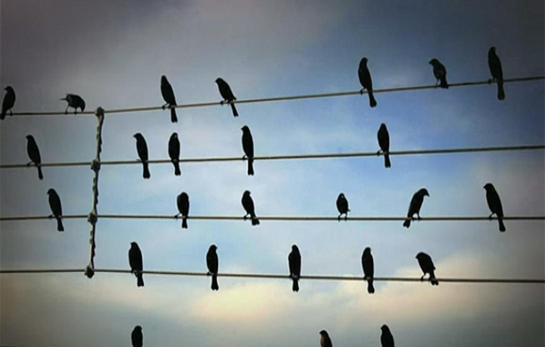 Δημιουργεί μουσική παρατηρώντας... πουλιά!