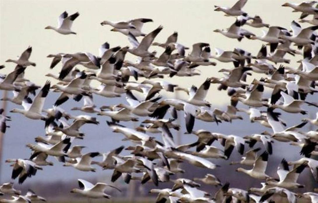 "Γιορτή των Πουλιών" την Κυριακή στο Φράγμα του Αποσελέμη