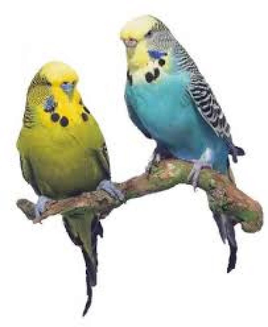 πόντιος κοσμοναύτης