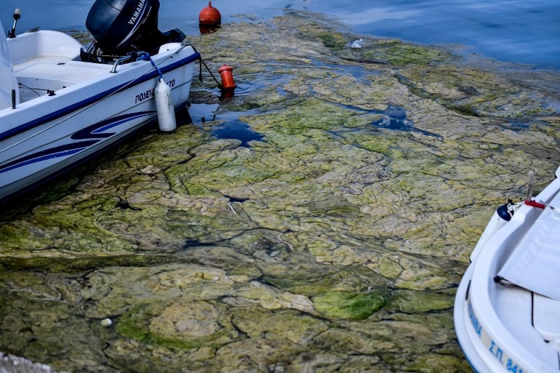 φυκια πρεβεζα