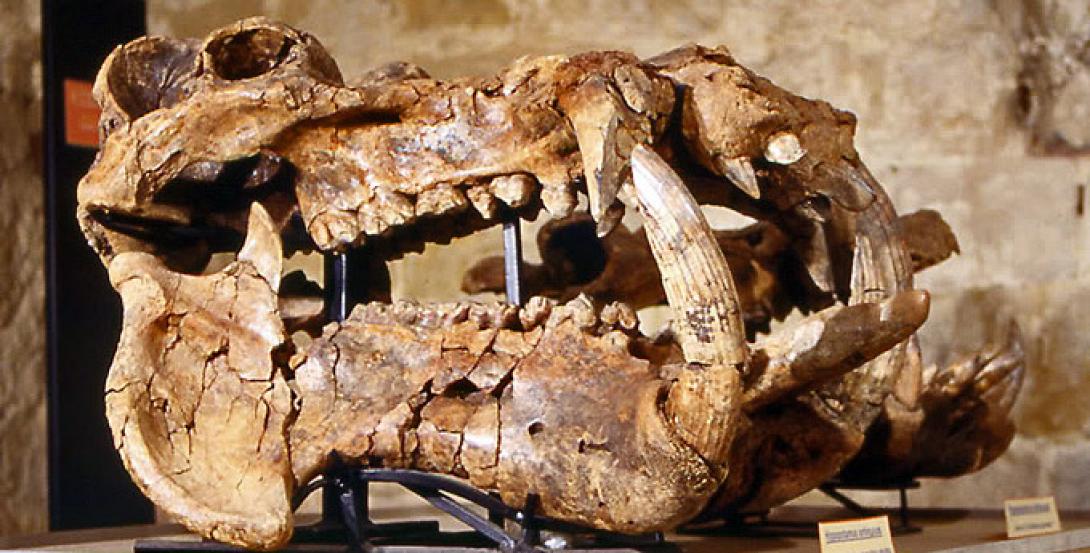 νάνοι ιποππόταμοι