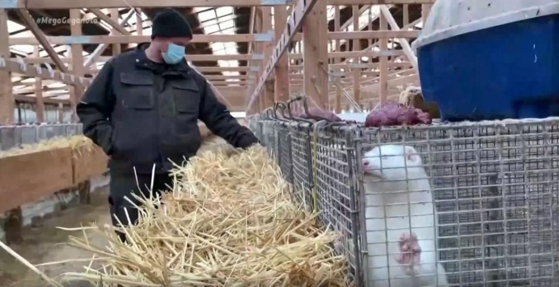 Δανία - κορωνοιος