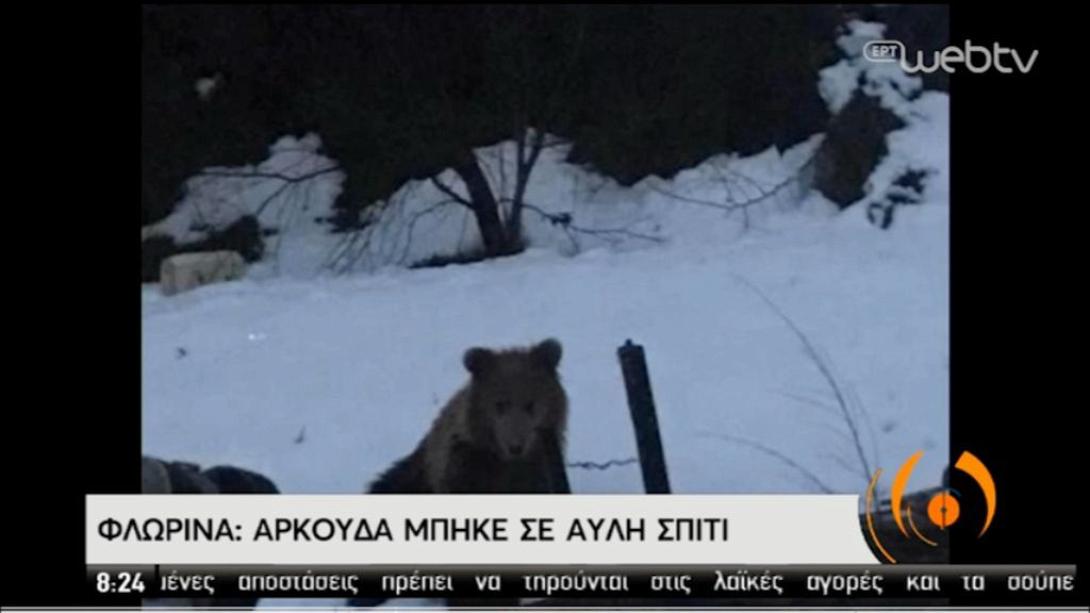 αρκούδα φλωρινα