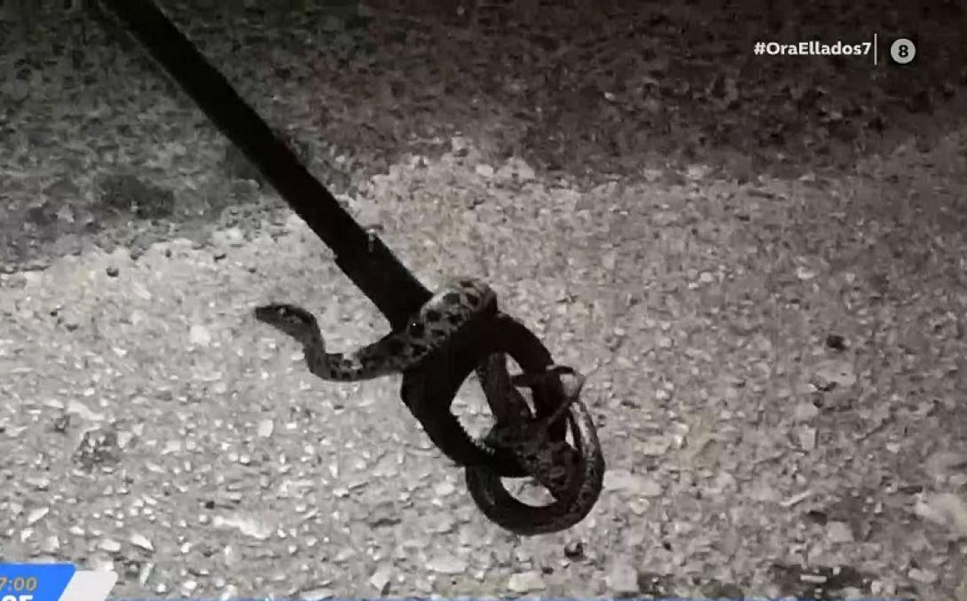 φίδια Πάτρα