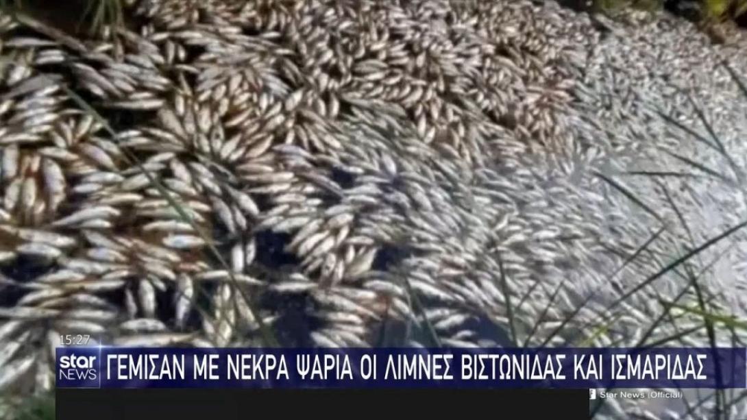 νεκρά ψάρια