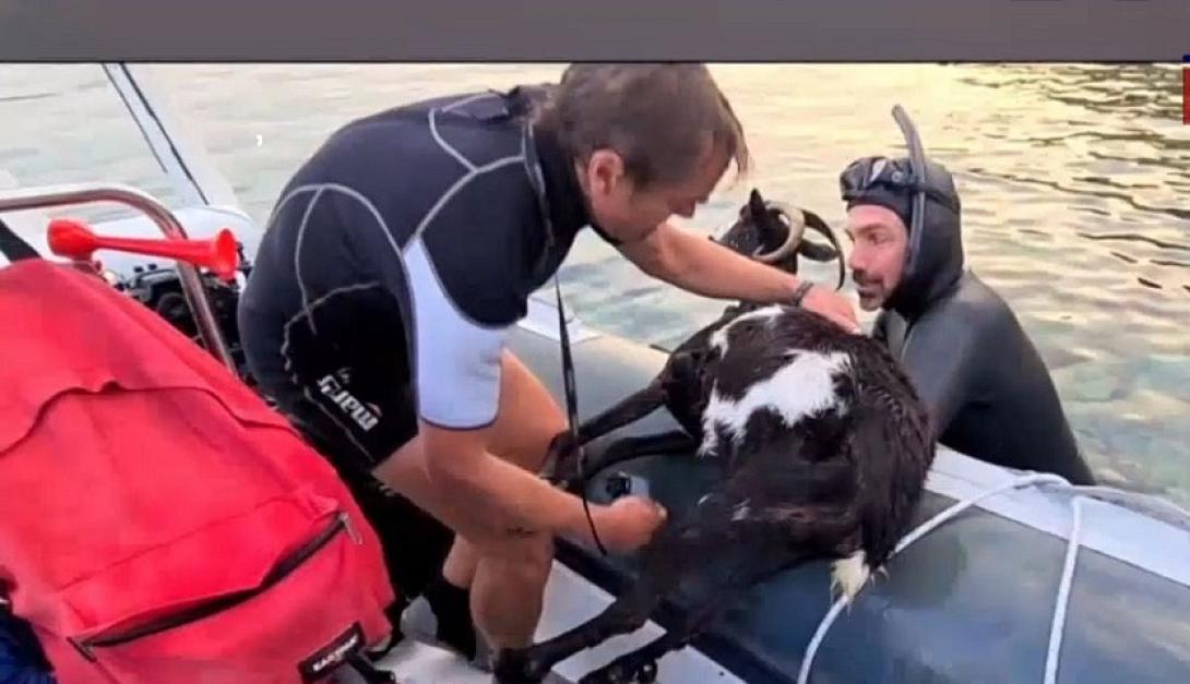 κατσικα αλόννησος