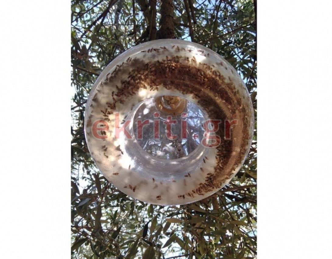 δακοπαγίδα