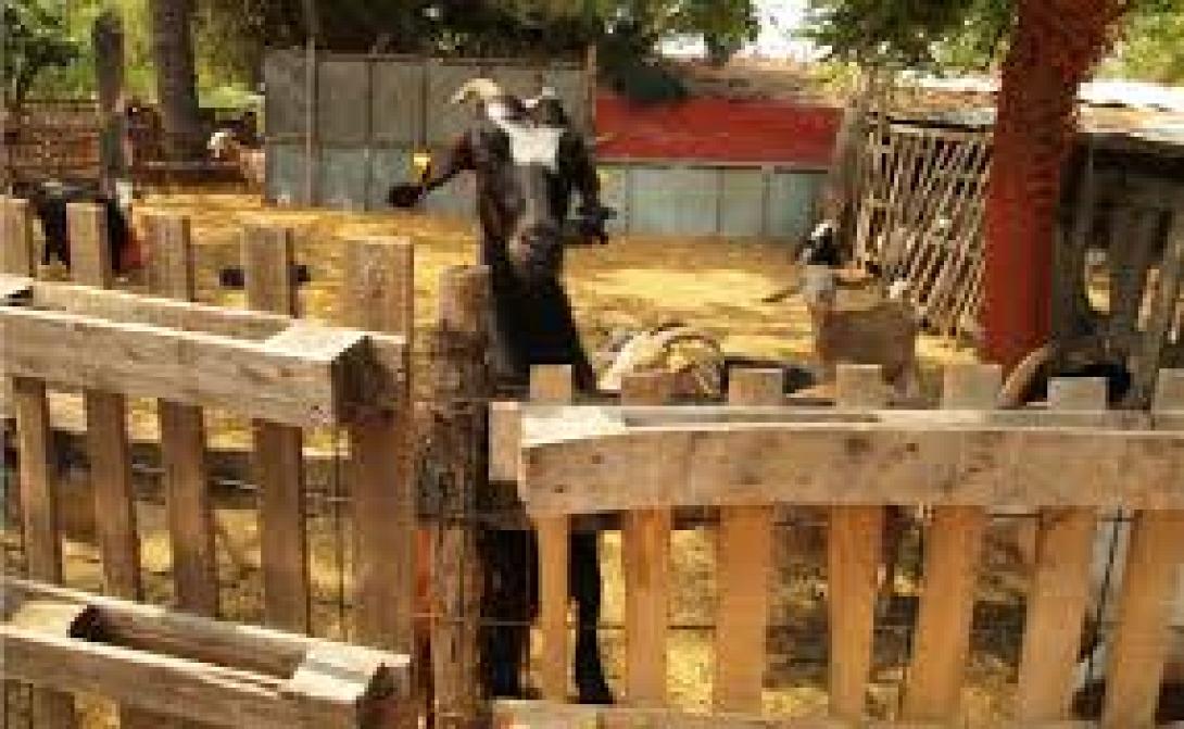 Μεγάλη Βρετανία: Θα κάνουν τα πρόβατα ρούτερ για να βάλουν ίντερνετ στους αγρούς