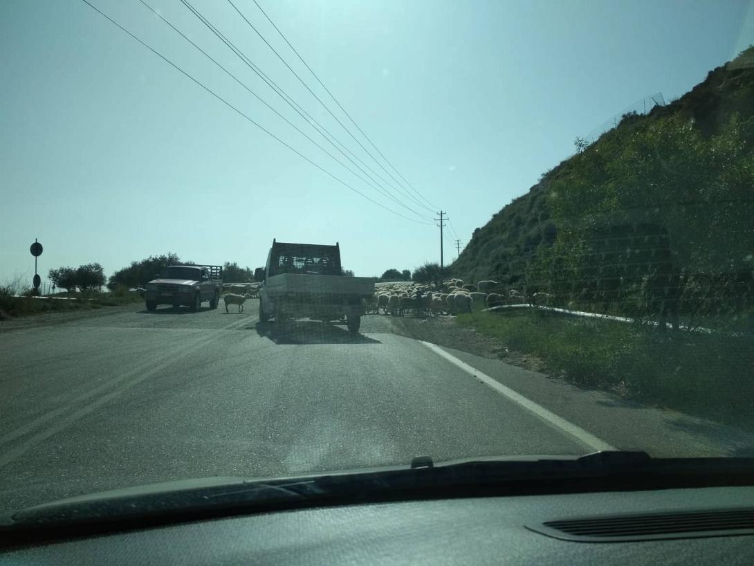 πρόβατα δρόμος