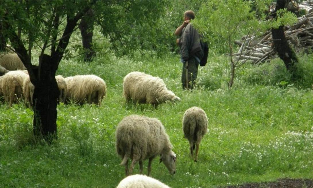 βοσκική ψηλορείτης