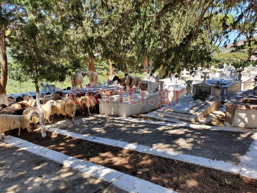 πρόβατα κοιμητήριο λίμνες