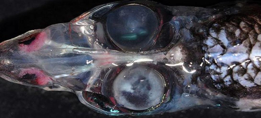 Ερευνητές ανακάλυψαν ψάρι με τέσσερα μάτια