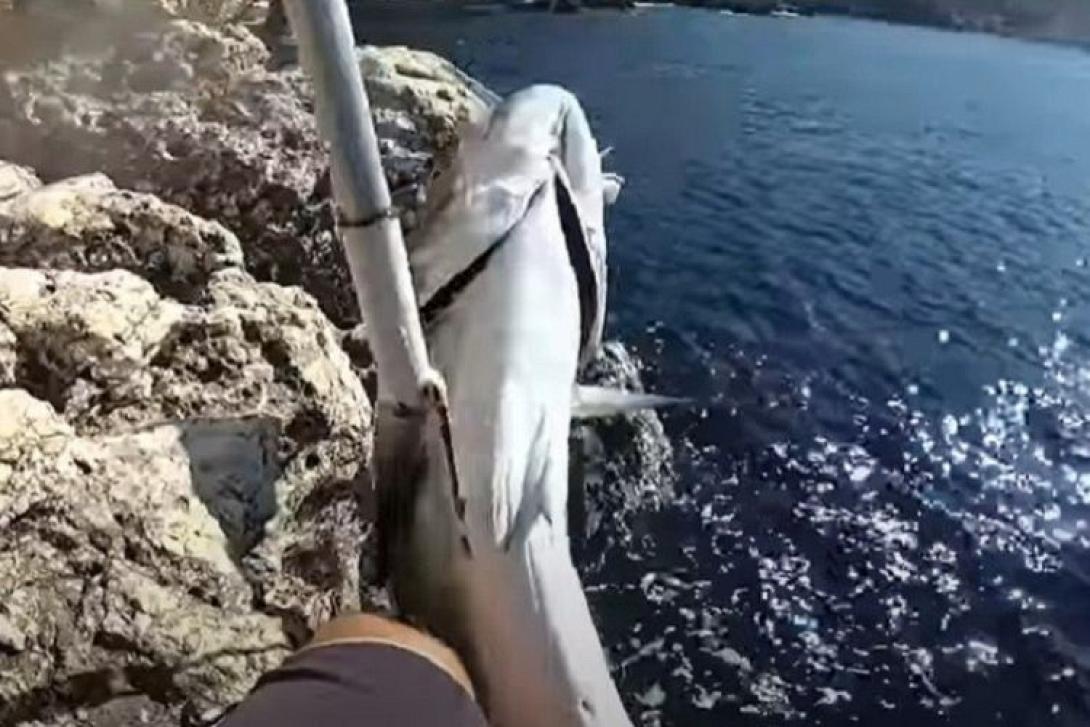 ψάρι Κέρκυρα