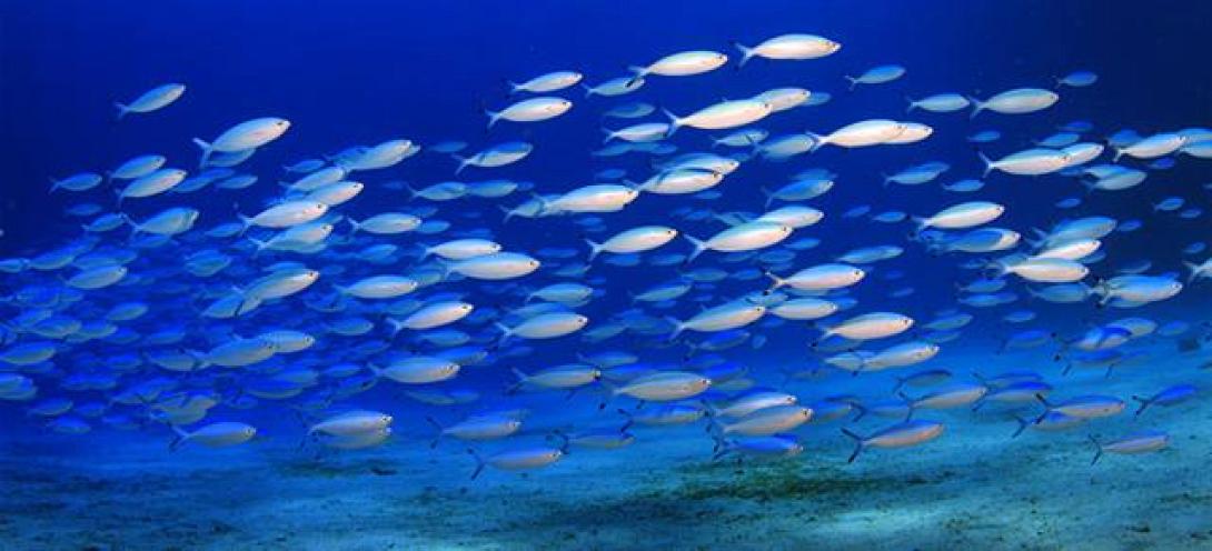 Συνεχίζεται η αφαίμαξη των αλιευτικών αποθεμάτων γύρω από το Άγιο Όρος