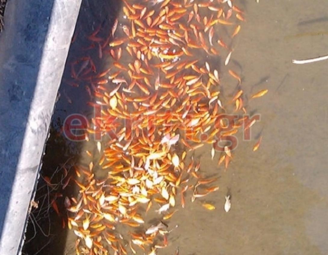 νεκρά ψάρια αποσελέμης