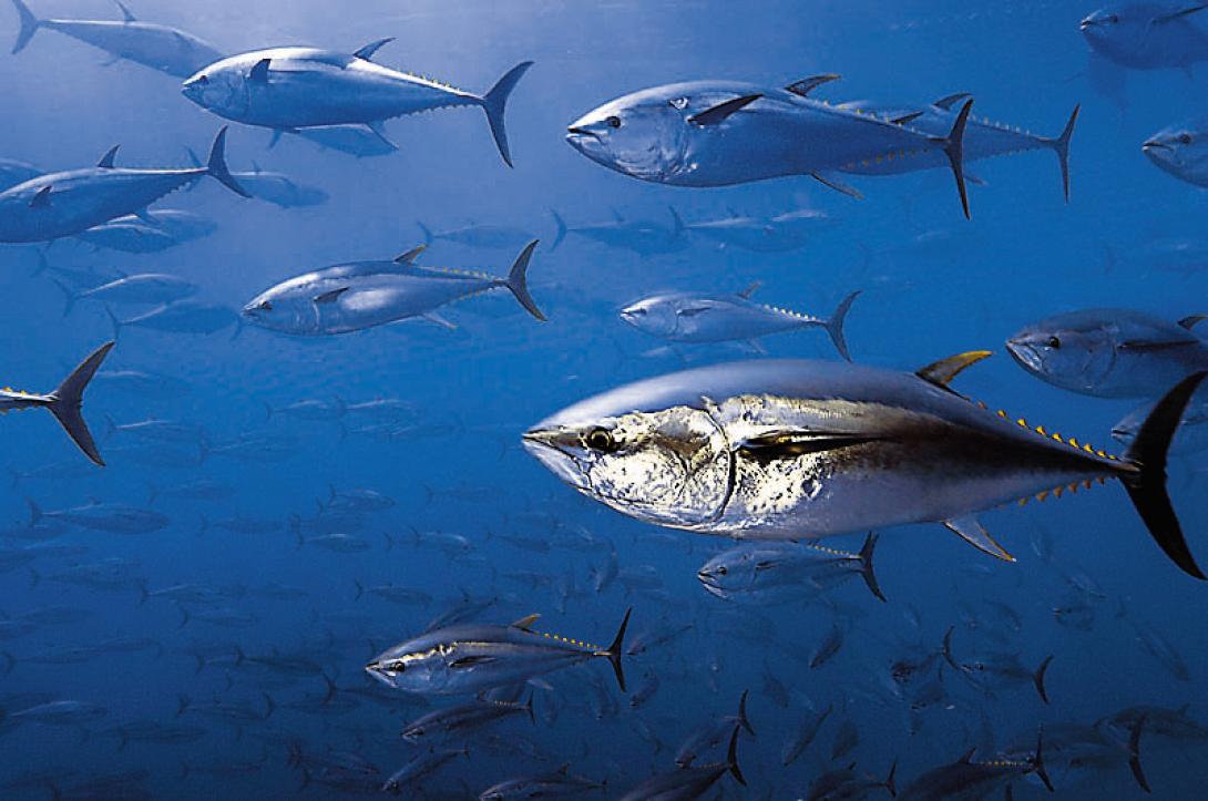 ψάρια μεσόγειος