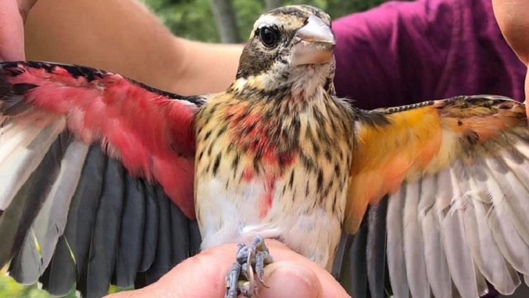 σπάνιο πτηνό, μισό θηλυκό και μισό αρσενικό