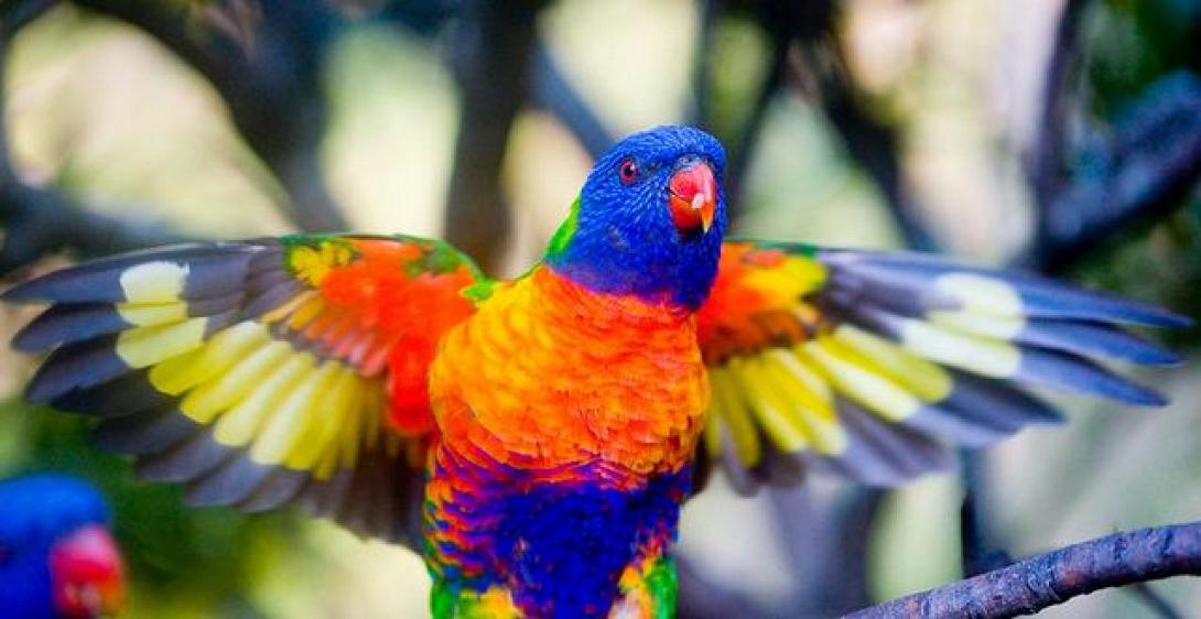 εξωτικό πουλί