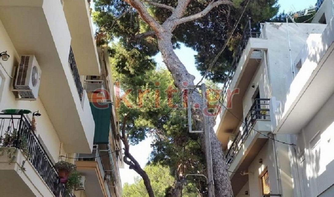 Μασταμπάς: Το δέντρο θα ρίξει το στύλο