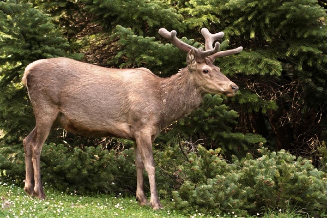 κόκκινο ελάφι