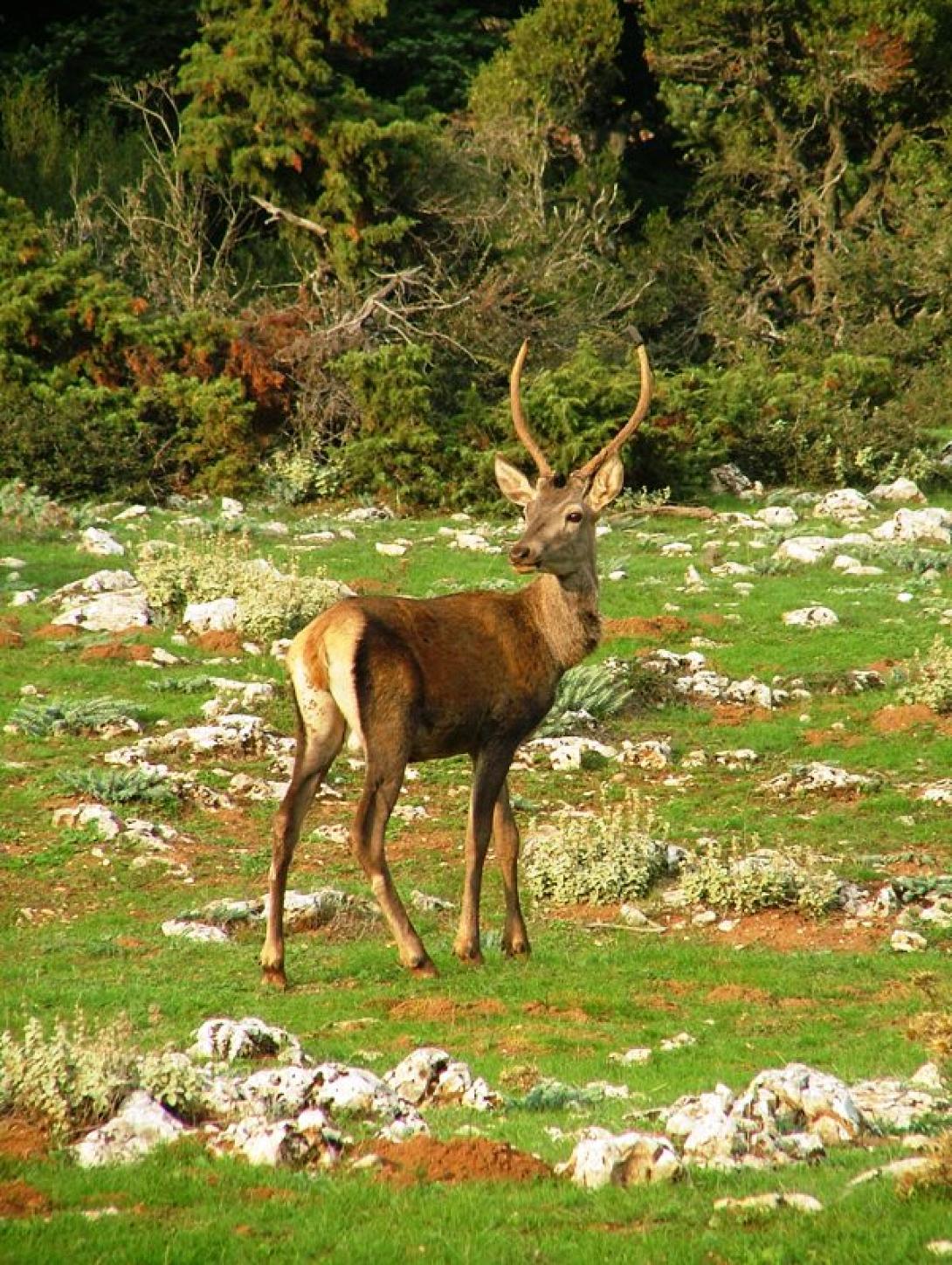 κόκκινο ελάφι