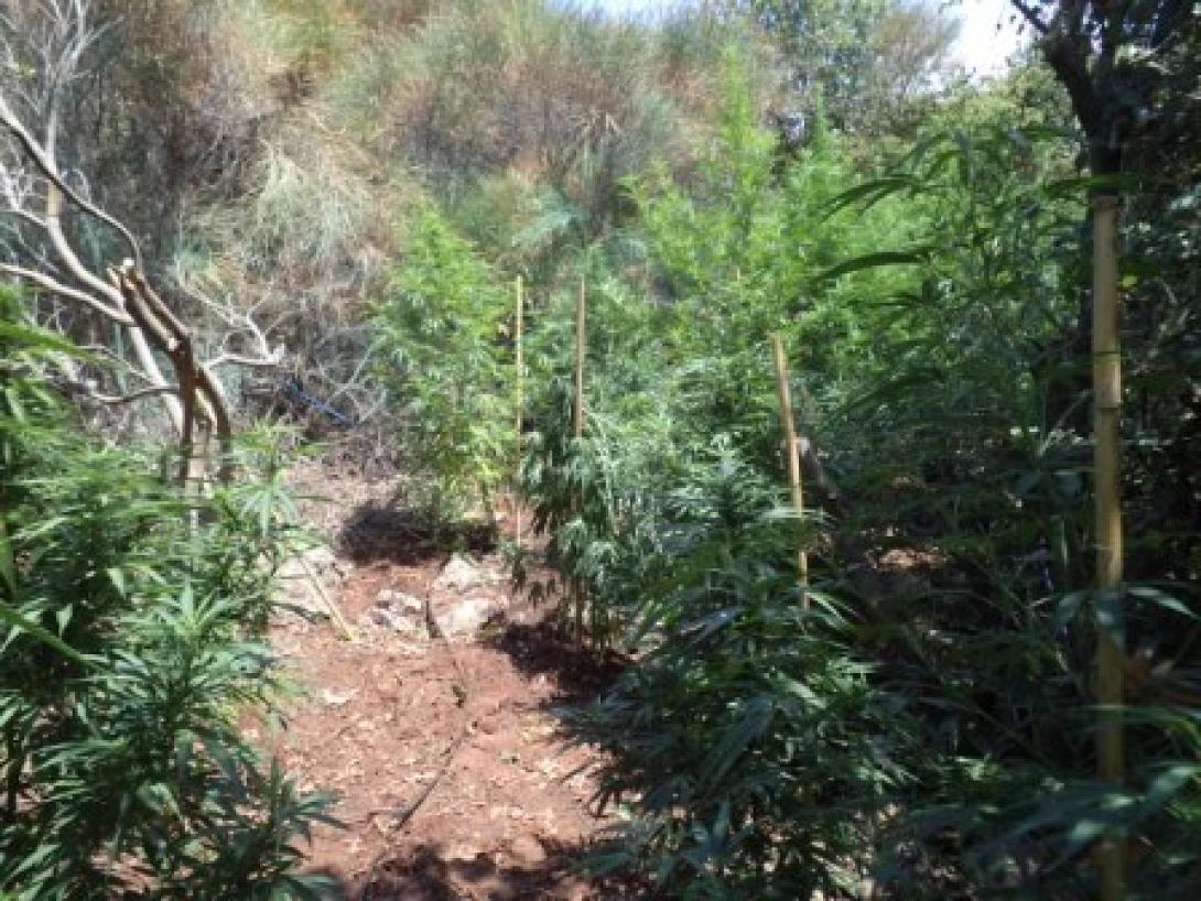 Δείτε σε βίντεο τη μεγάλη χασισοφυτεία που ξερίζωσε η ΕΛ.ΑΣ στο Ρέθυμνο 