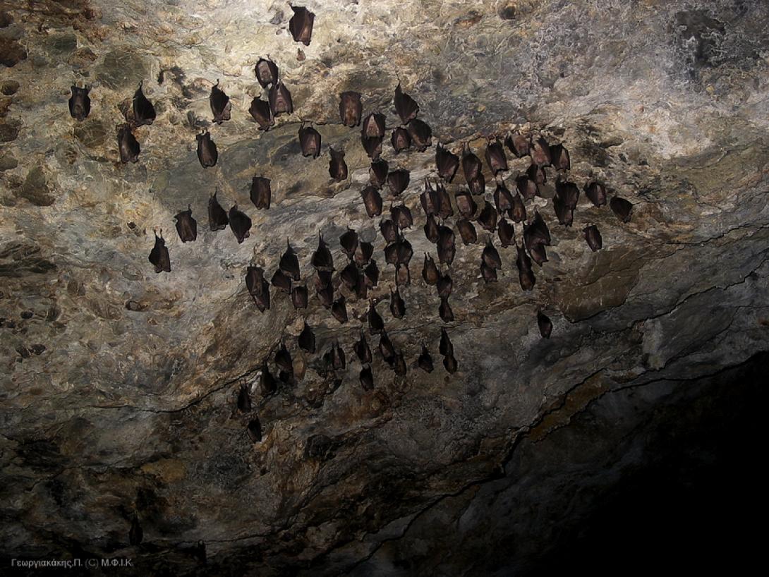 Εξερευνήστε τις ... "παρεξηγημένες νυχτερίδες" στο Μουσείο Φυσικής Ιστορίας Κρήτης