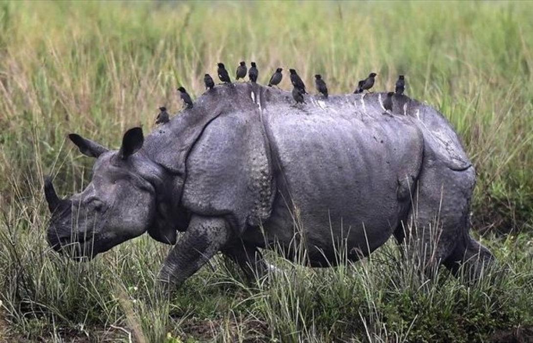 rinokeros-stin-assam-1-620x399.jpg