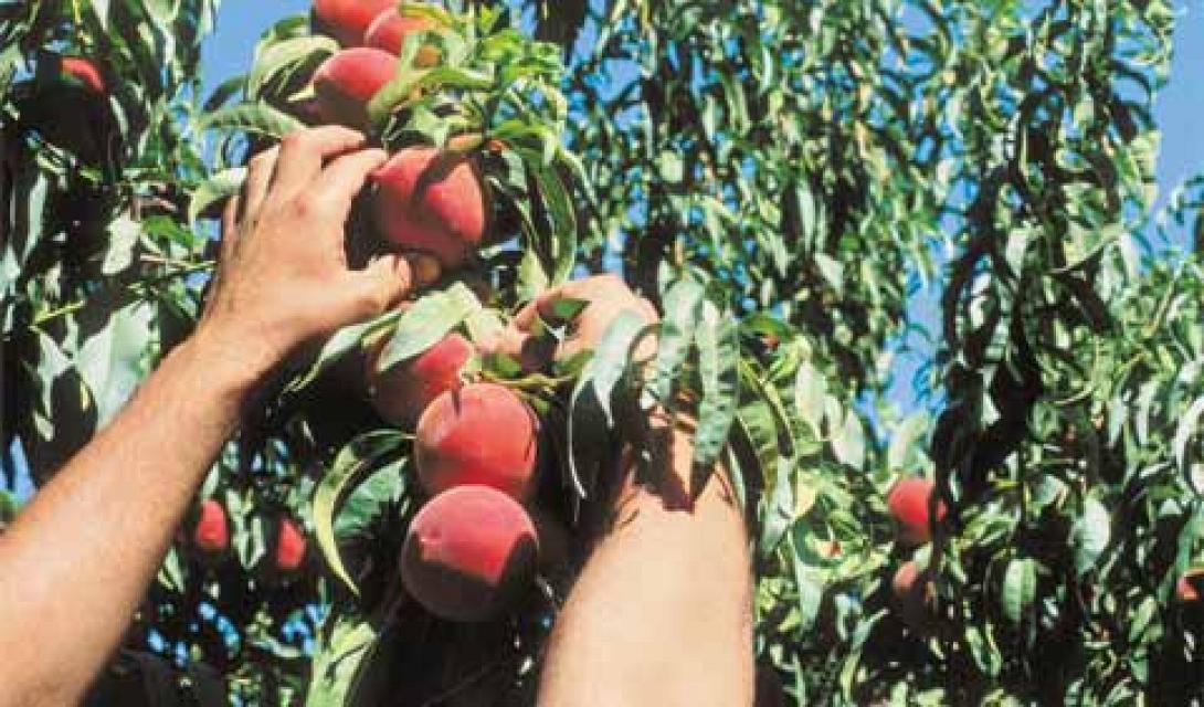 Frankfurter Allgemeine: Η ΕΕ θα αποζημιώσει τους παραγωγούς