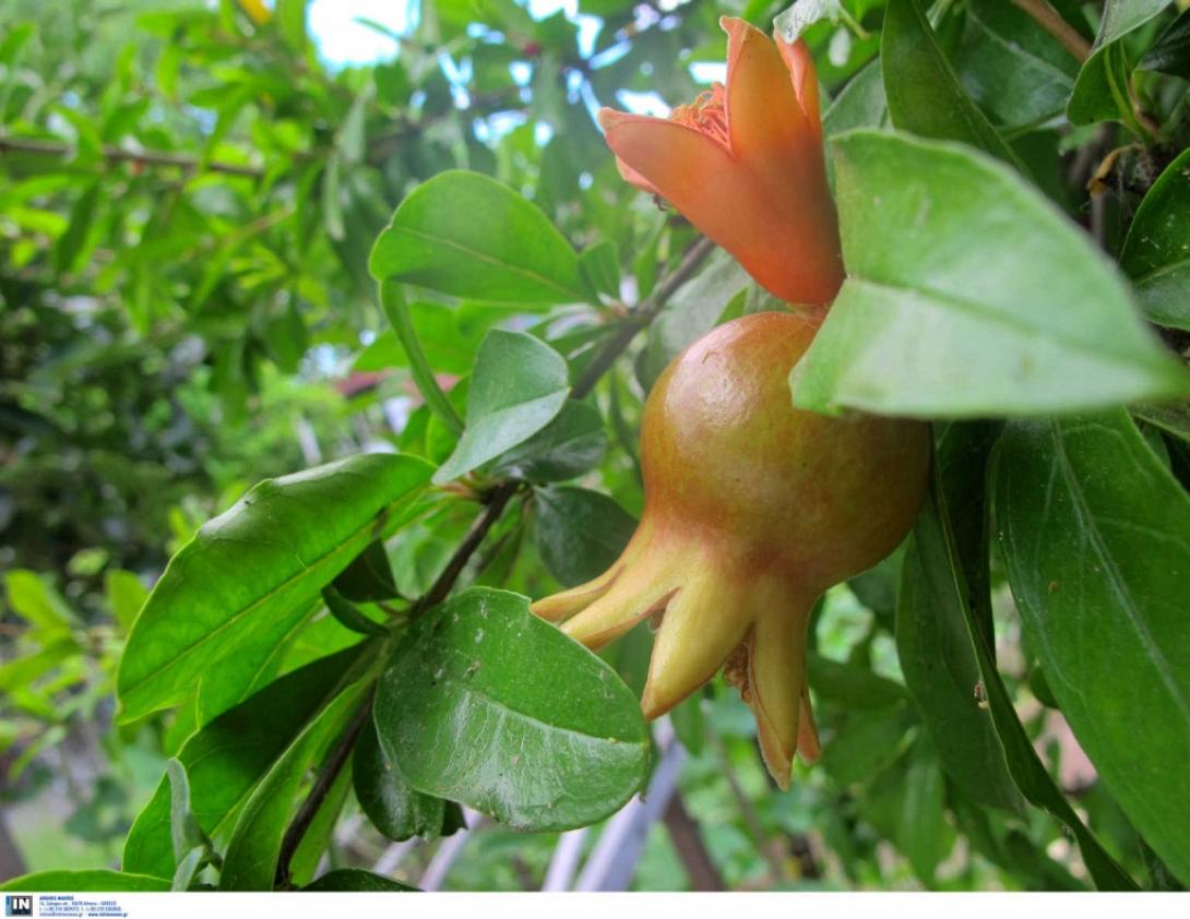 ροδι ερμιονης