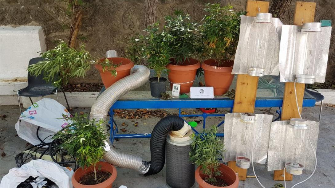 κανναβη, υδροπονικη.jpg