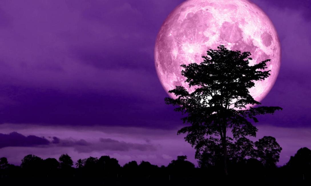 ροζ πανσέληνος