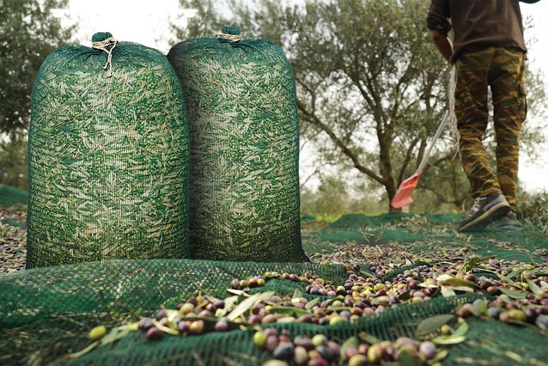 ελιές, σακιά με ελιές