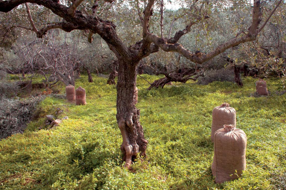 σακιά με ελιές