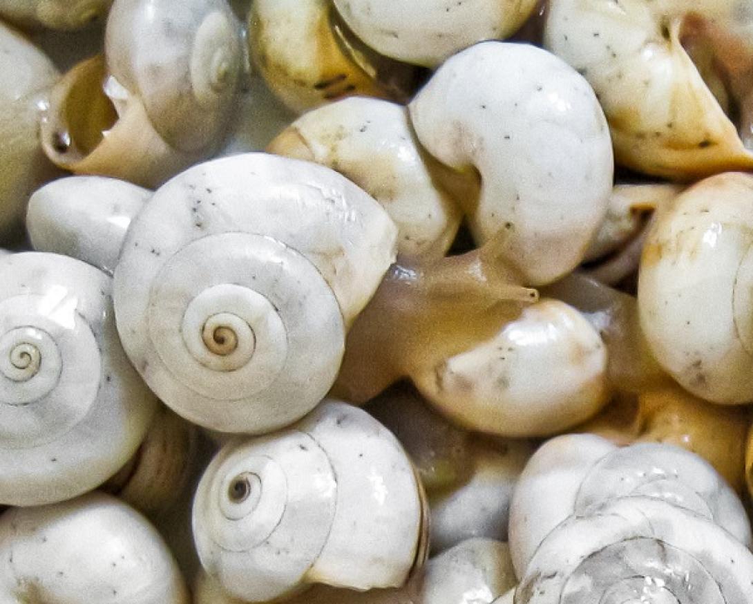 Στο Μουσείο Φυσικής Ιστορίας τα "Χερσαία Σαλιγκάρια της Κρήτης"