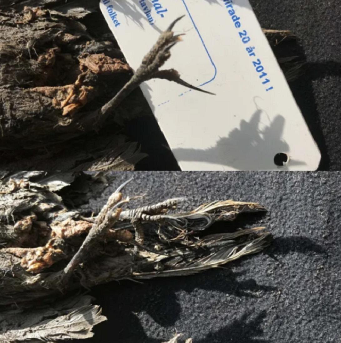 νεκρό πουλί 46.000 ετών