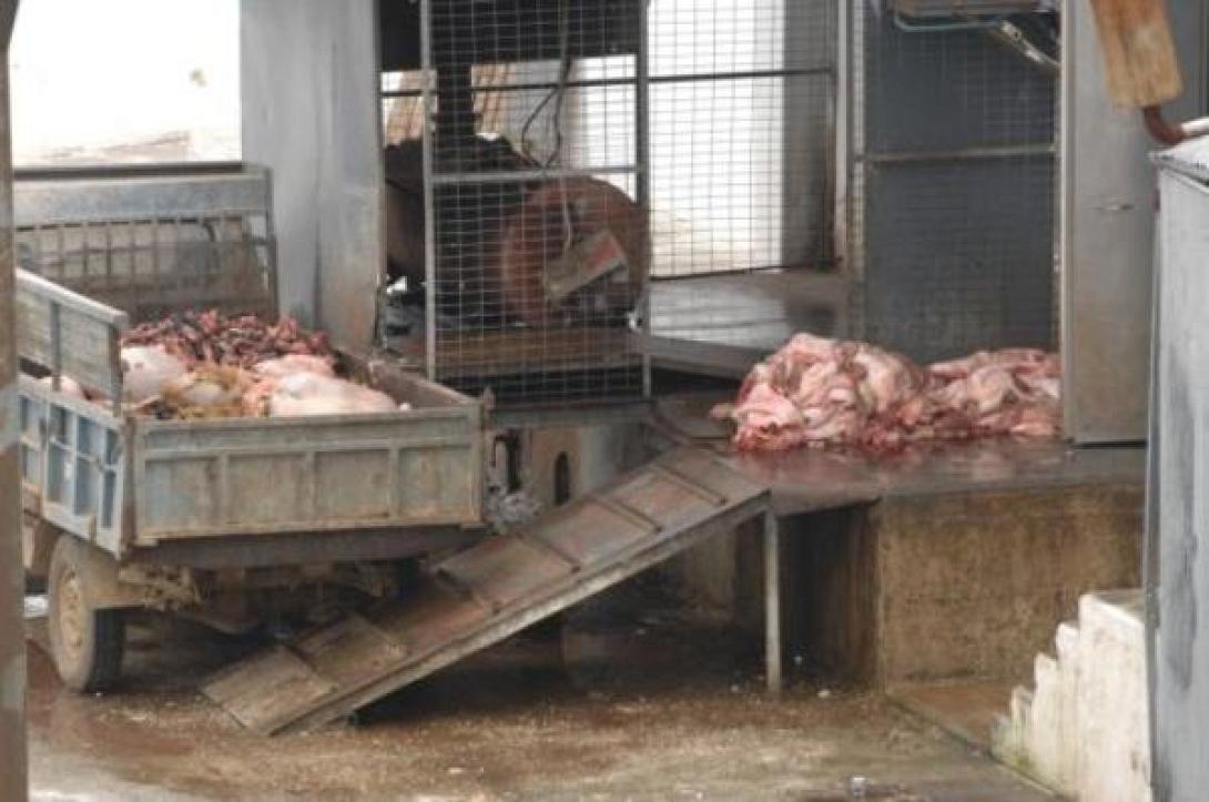 Ώρα μηδέν για το σφαγείο του Ασημίου-Μη βιώσιμη η λειτουργία του